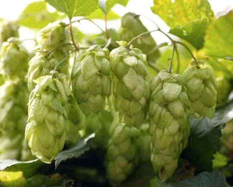 Craft A Custom Hops Haven: Cultivating Hops Proves to Be Straightforward and Fulfilling